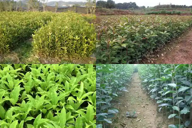 黄酒能不能泡桂花茶一起喝1689380542426