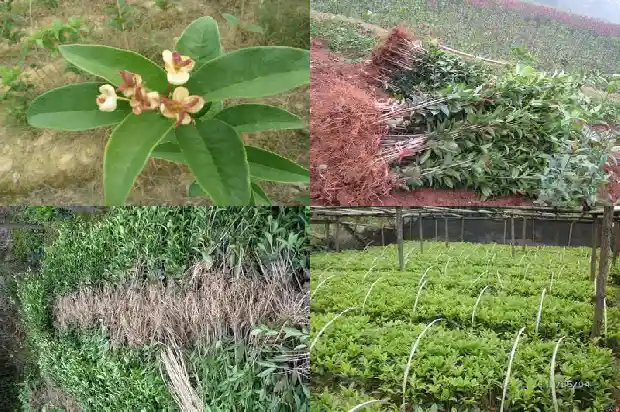 桂花开花持续多久1683681954300
