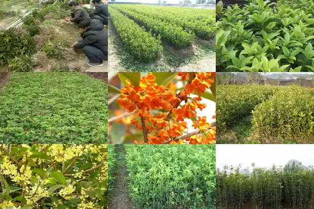 桂花多久会开花1683681963990