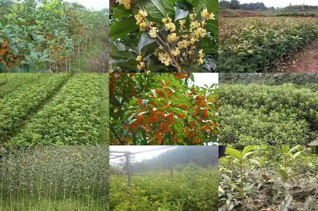 桂花每年开几次?1683681971454