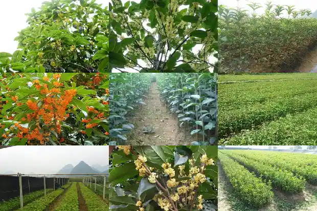 经期喝桂花乌龙茶1689467860109