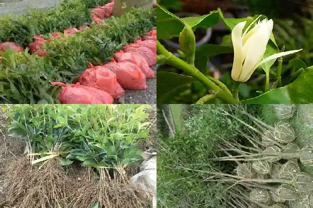 桂花一年开几次在什么时候1683681981422