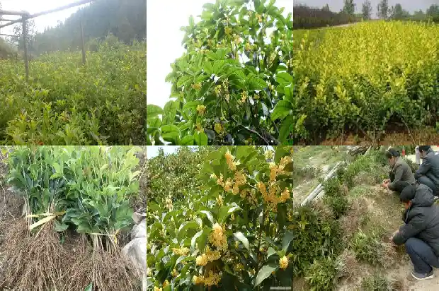 桂花一年开多久1683681991126