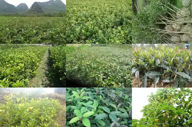 桂花一年开多久1683681991174