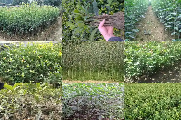 山上的桂花一般是什么品种的1688861695434