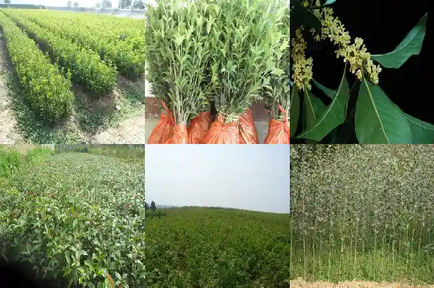 什么桂花树香味最好1683682015855