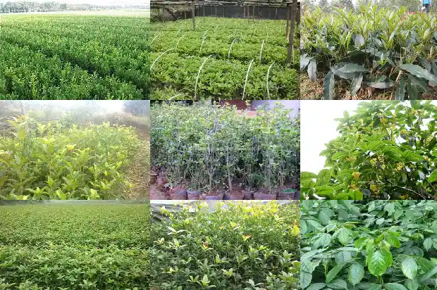 什么桂花树香味最好1683682015902