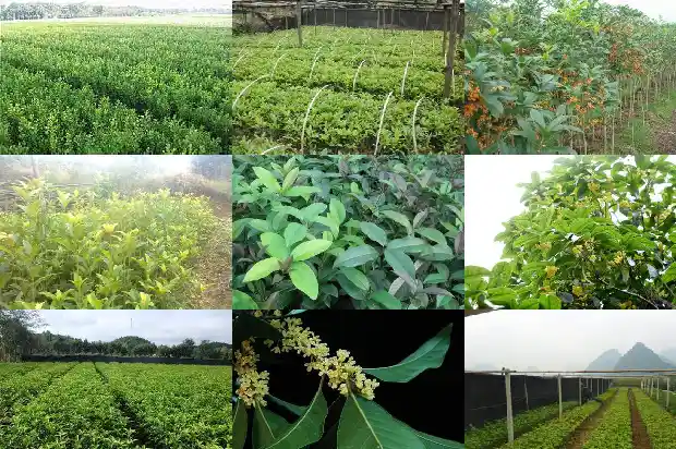 一年开一次花的桂花叫什么名字1683682027592