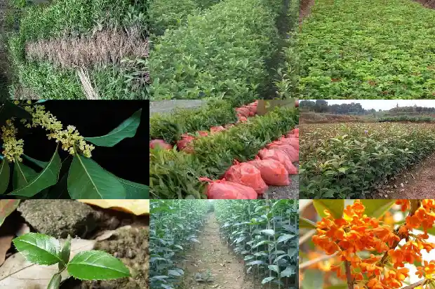 一年开一次花的桂花是什么意思1683682039413