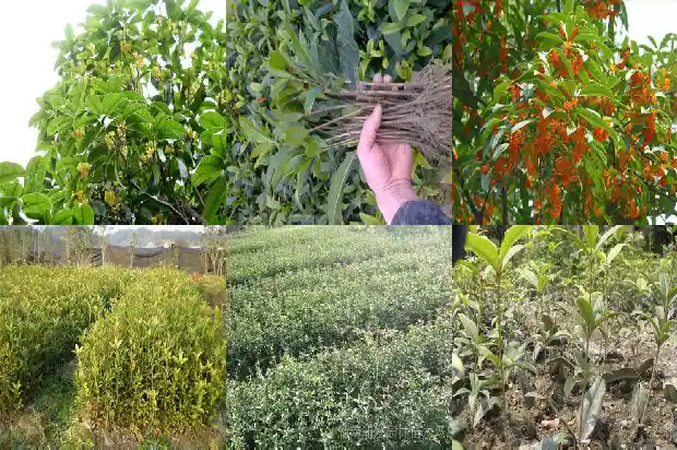 一年开一次花的桂花是什么意思1683682039556