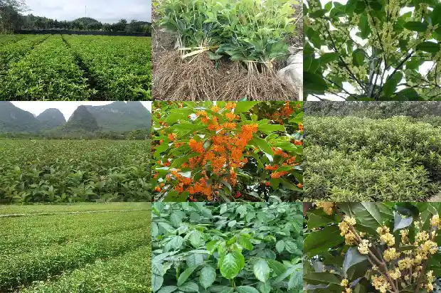 什么桂花一年开两次呢1683682049346