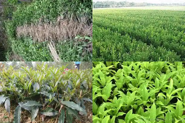 什么桂花一年开两次呢1683682049394