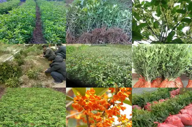 桂花一月开花多少次1683682061115