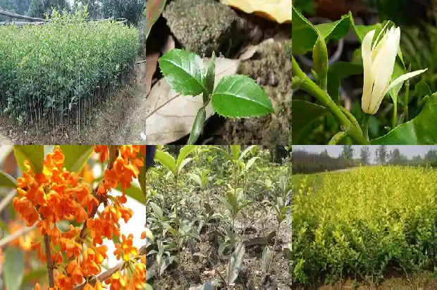 桂花一年开三次花吗1683682072892