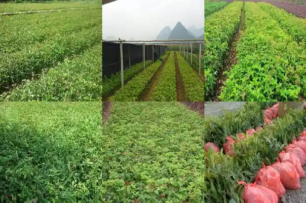 桂花一年开三次花吗1683682072940