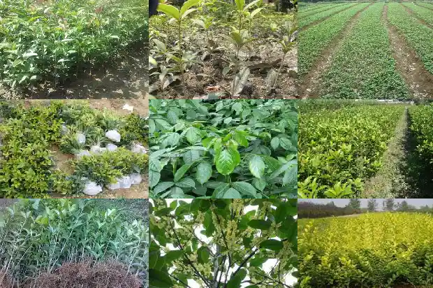 桂花一年开三次花吗1683682073036