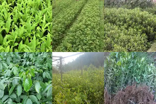 金桂花的特征是什么1688346370328