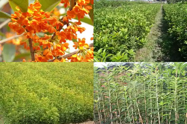 桂花一年开三次是什么品种的1683682092836