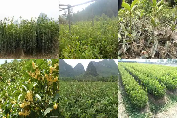 桂花一年开三次是什么品种的1683682092932