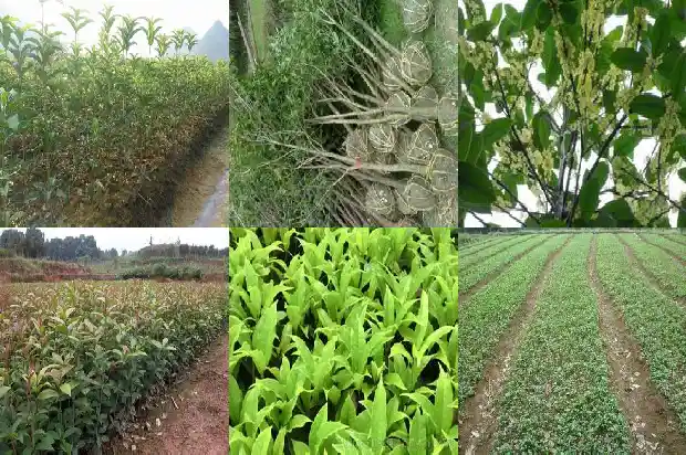 桂花一年开三次是什么品种的1683682092980