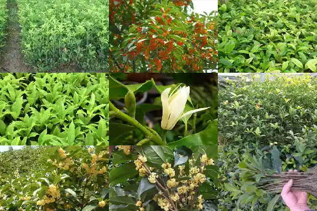 桂花一年开三次花的寓意和象征1683682102879