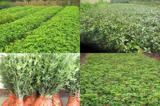 桂花一年开三次花的寓意和象征1683682102927
