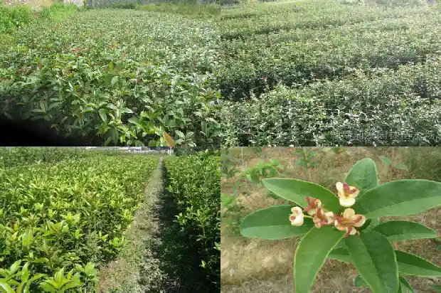 桂花一年开三次花的寓意和象征1683682102975