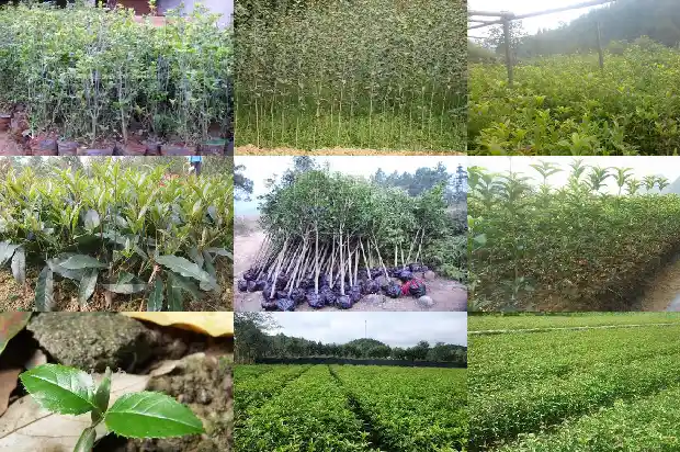 桂花树开两次花属什么征兆1683682114873