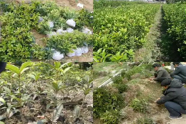 桂花树开两次花属什么征兆1683682114921