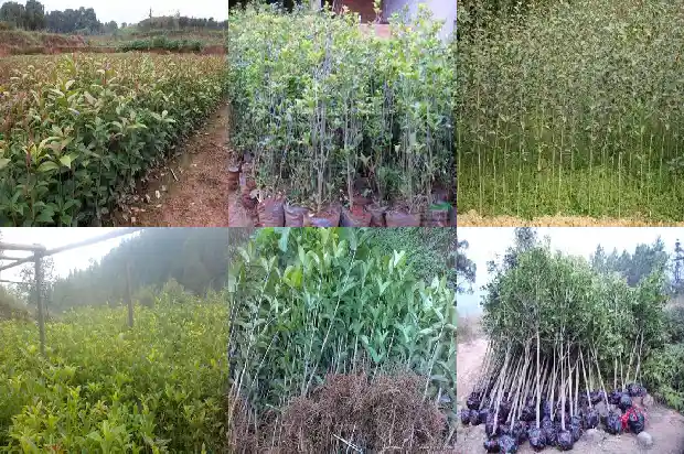 桂花树开两次花属什么征兆1683682114969