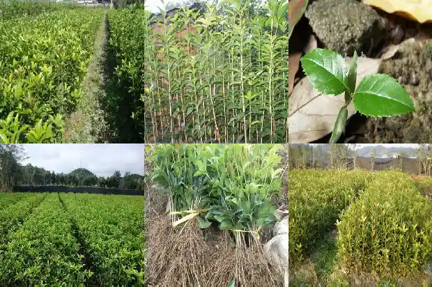桂花树开两次花属什么征兆1683682115017