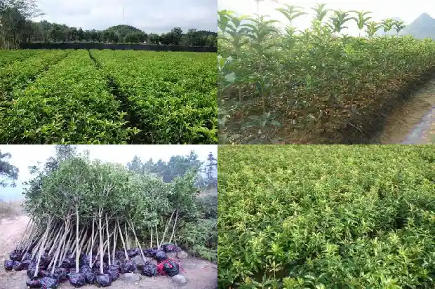 桂花一年开三次的寓意是什么1683682127212