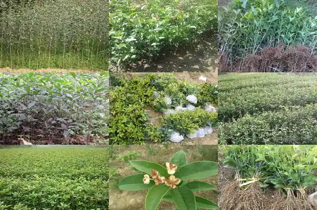 桂花一年开三次的寓意是什么1683682127355