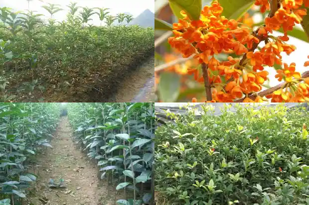桂花一年开三次的寓意和花语1683682137402