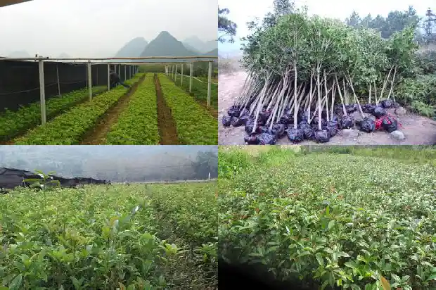 桂花一年开三次的寓意和花语1683682137498