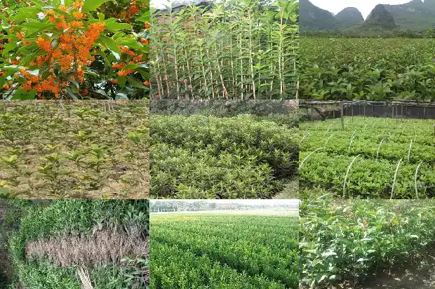 西安哪里桂花树多一点1690503940995