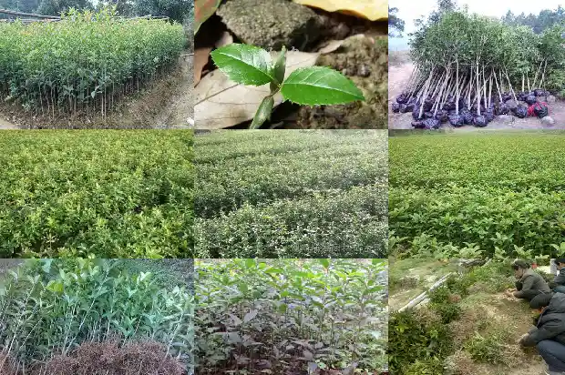 桂花一年开三次是怎么回事儿1683682155233