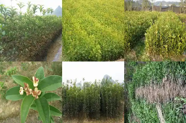 咸宁桂花树基地简介1690504785477