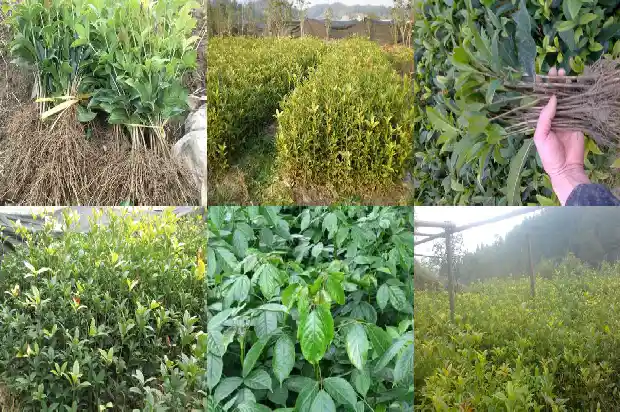 桂花树苗成活率怎么样算高呢1683682165291