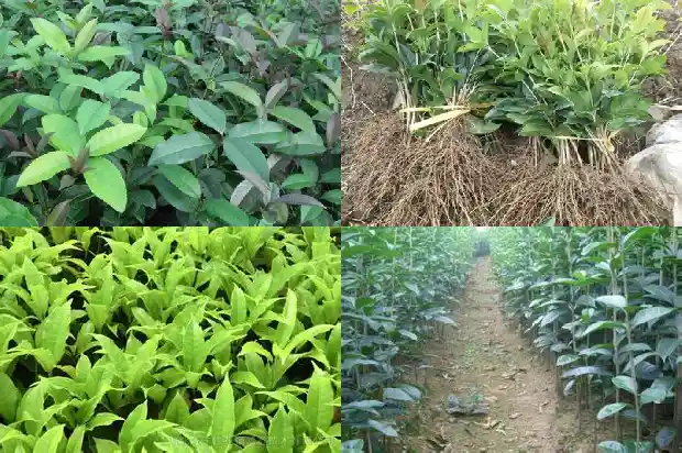 桂花树成活率怎么样1683682176696