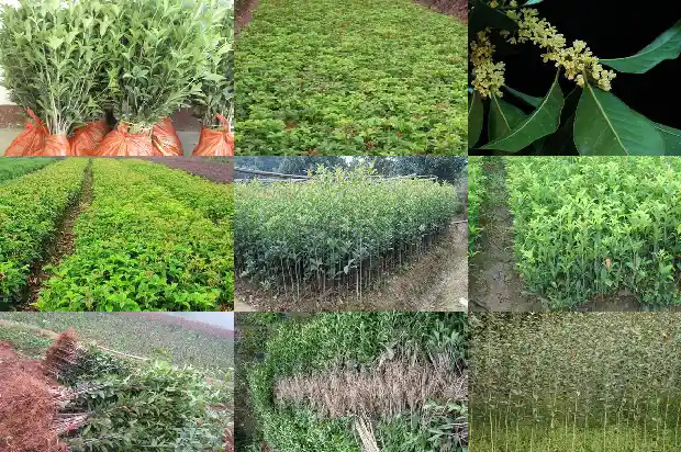 桂花树成活率怎么样1683682176744