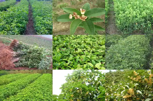 桂花树成活率怎么样1683682176792