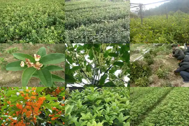 桂花树成活率怎么样1683682176840
