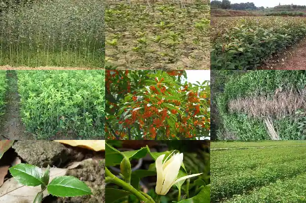 桂花有多少花瓣?1688609485655