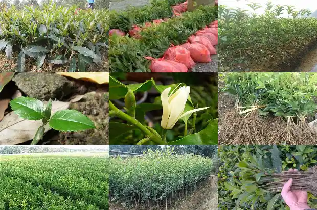 桂花树苗怎么看成活率高低1683682188287