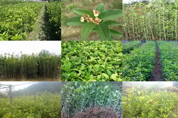 桂花树苗是怎样育出来的1683682196164