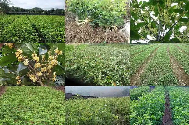桂花树苗怎么种植才能最好活1683682204061