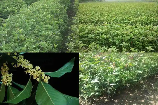 桂花树苗怎么种植才能最好活1683682204109