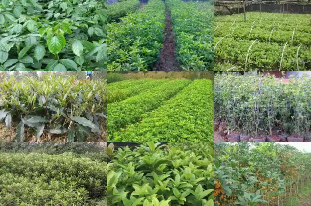 孕妇可以喝桂花乌龙奶茶吗1689467617306