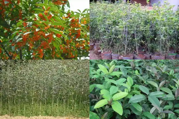 桂花树成活率高不高的原因1683682223488